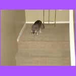Kitty Learning to Climb Stairs.jpg